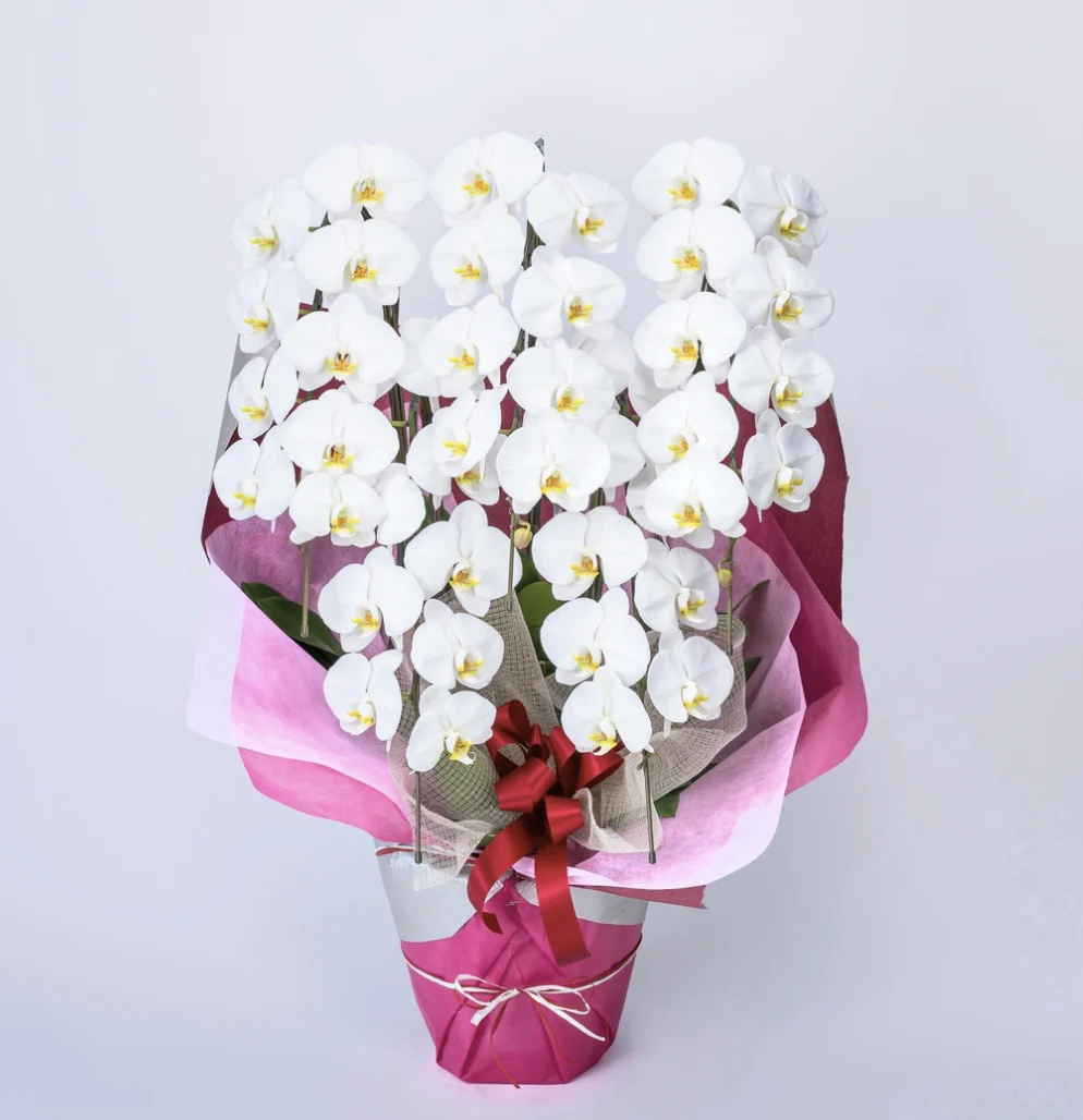 白い胡蝶蘭 5本立ち 50輪前後