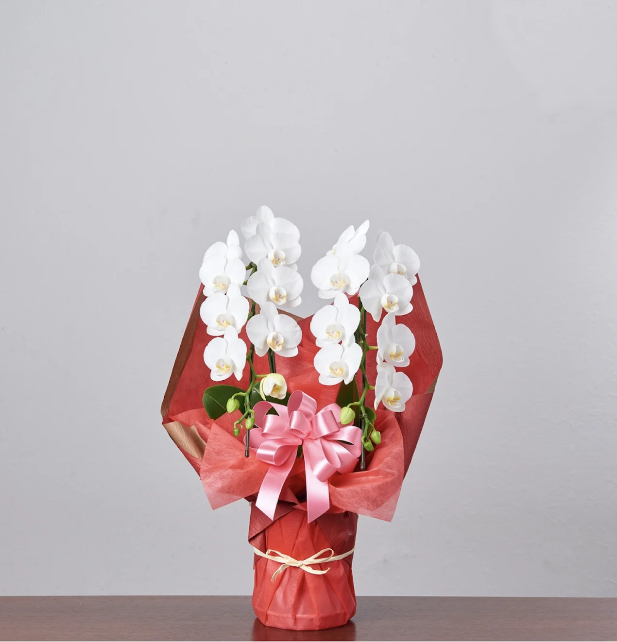 御祝い胡蝶蘭 白 小輪2本立ち