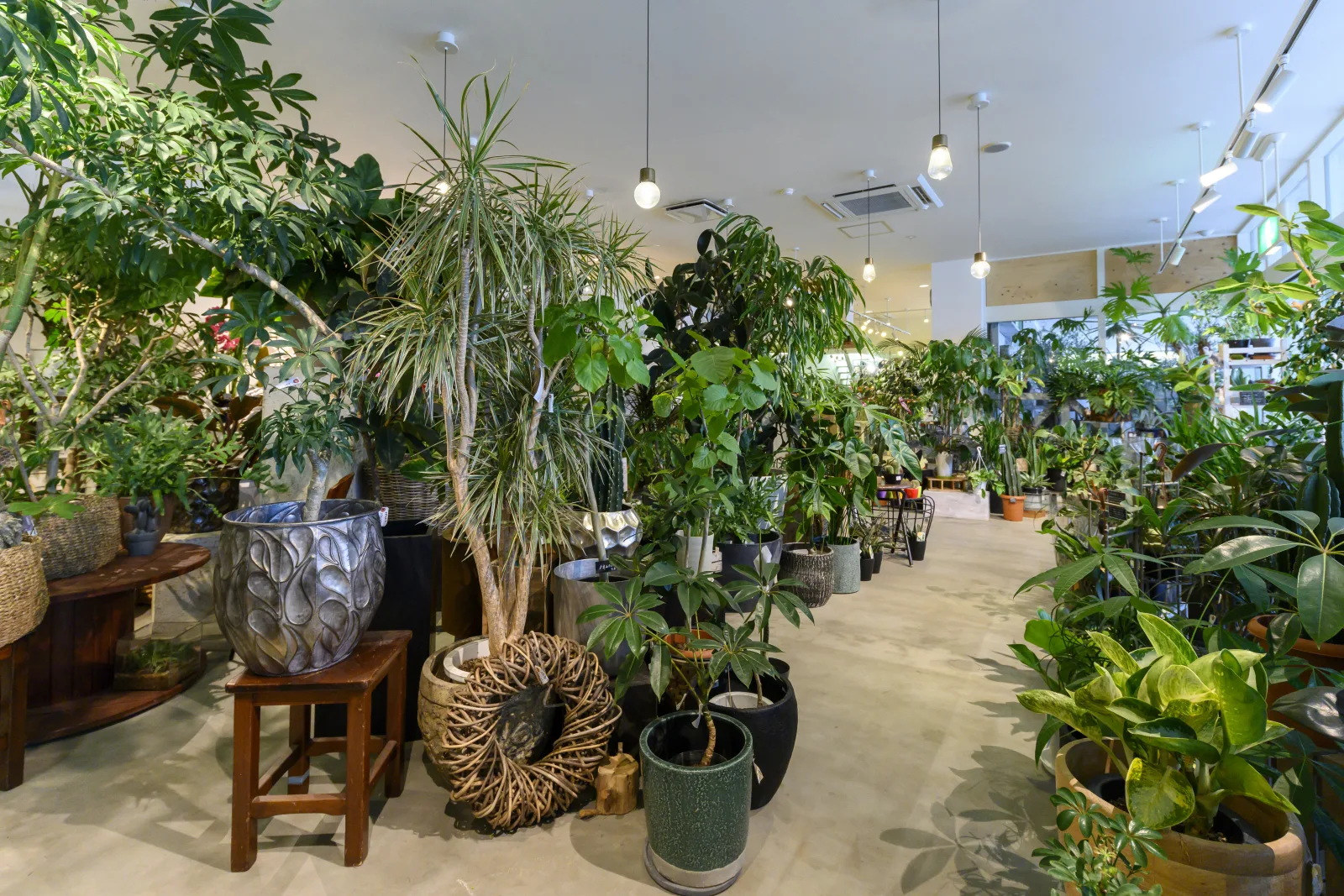 ヌボーアドレの観葉植物売場