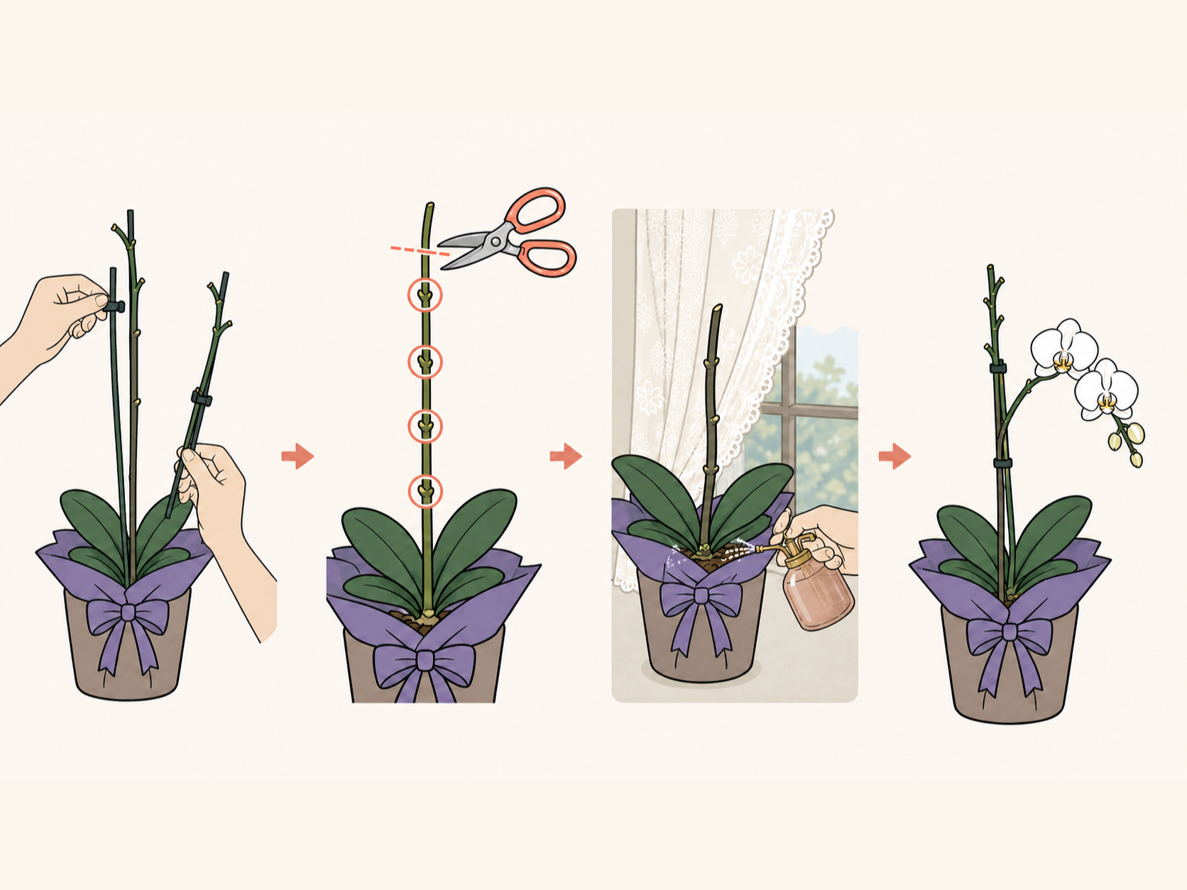 胡蝶蘭の支柱を外し下から3〜4番目の節の上で花茎を切る手順のイラスト
