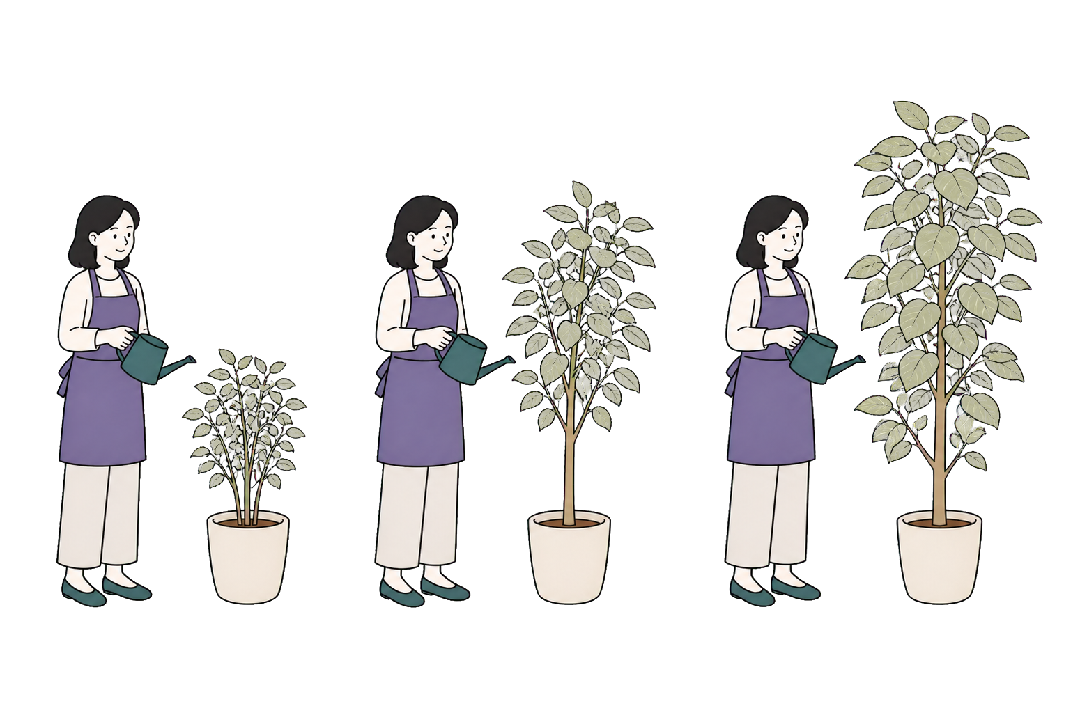 人物と観葉植物の大きさを比較できるイラスト