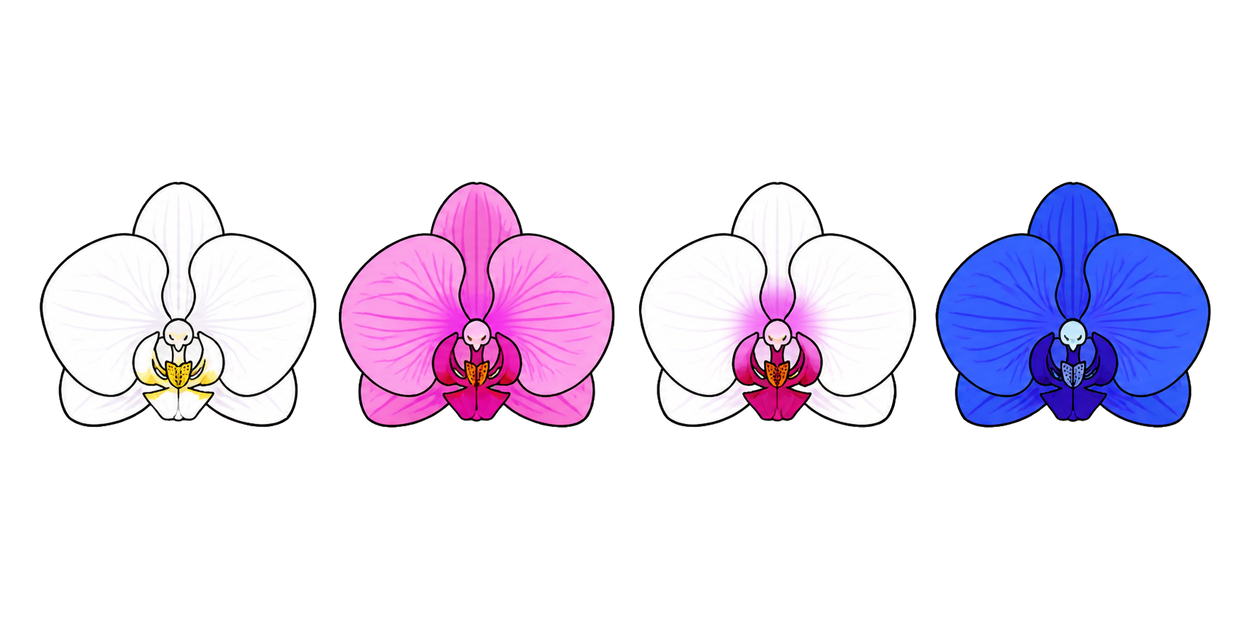 白、ピンク、リップ、染めの4種類の胡蝶蘭の花