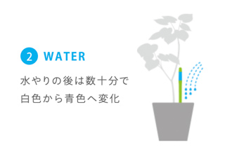 水やり後にサスティーが白から青へ変化する様子