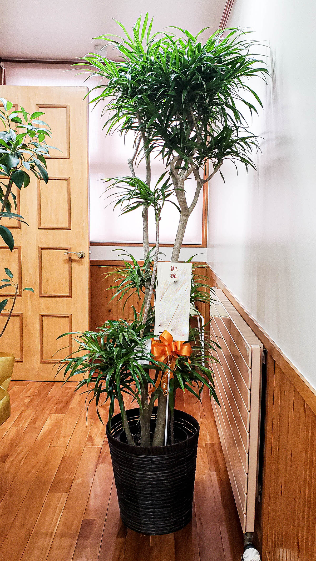 長野の花屋 ヌボー生花店 事例紹介 事例紹介 クリニック開院の御祝いに観葉植物の贈り物