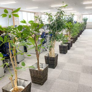 【事例紹介】レンタル観葉植物のメンテナンス