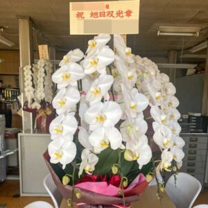 【受賞祝い胡蝶蘭】