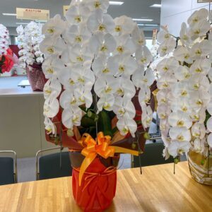 周年祝い胡蝶蘭