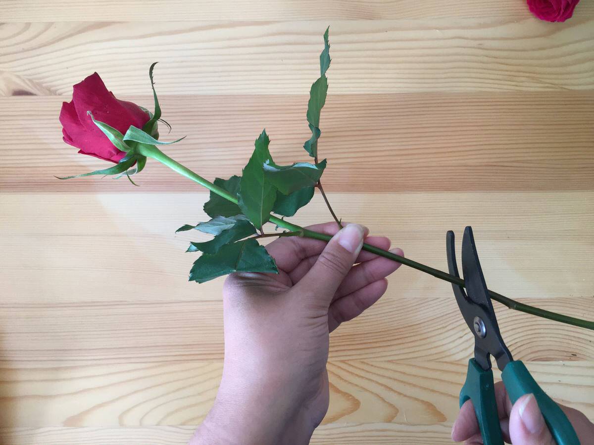 信州ドライフラワー専門店 エバフラ Everlasting Flowers