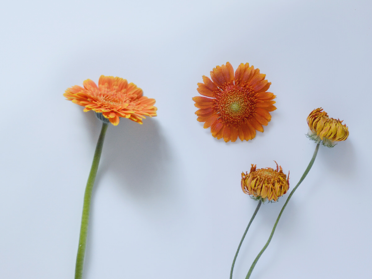 信州ドライフラワー専門店 エバフラ Everlasting Flowers