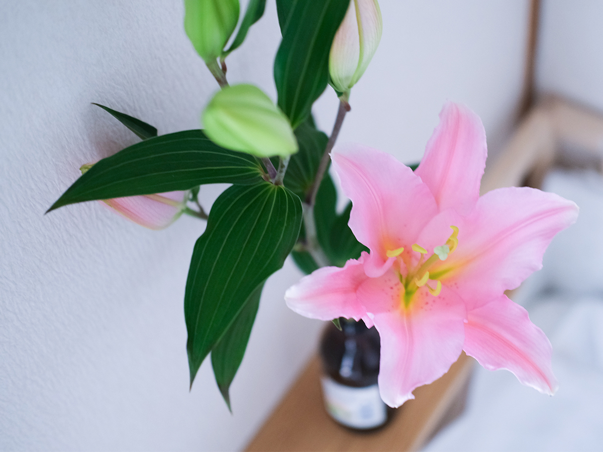 信州ドライフラワー専門店 エバフラ Everlasting Flowers