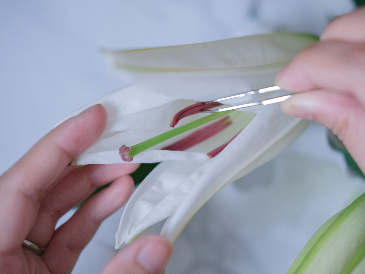 信州ドライフラワー専門店 エバフラ Everlasting Flowers