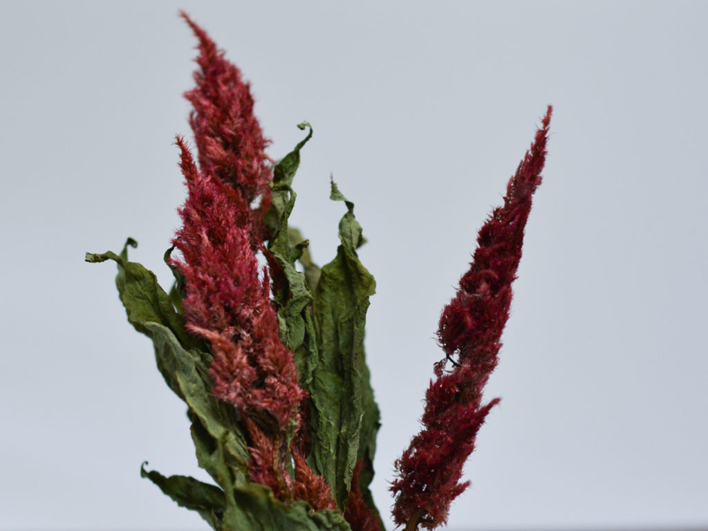 信州ドライフラワー専門店 エバフラ Everlasting Flowers